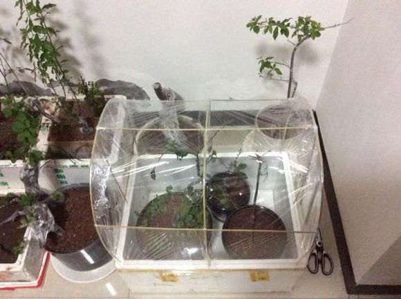 金弹子下山桩的缠膜发芽技巧