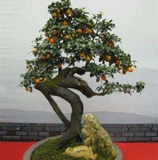 金弹子如何繁殖获得盆景材料