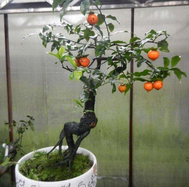 制作金弹子盆景有什么优缺点