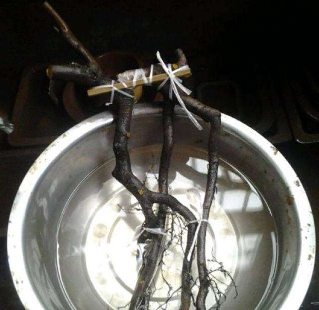 金弹子下山桩的根系修整