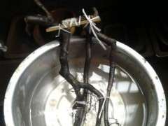 金弹子下山桩根系怎么修整 看方法 图片