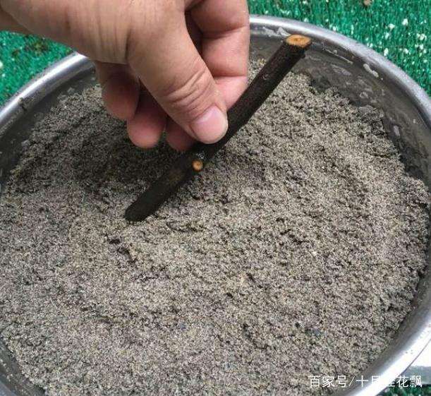 养活上百盆金弹子下山桩