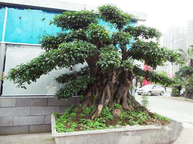 养护金弹子下山桩10年