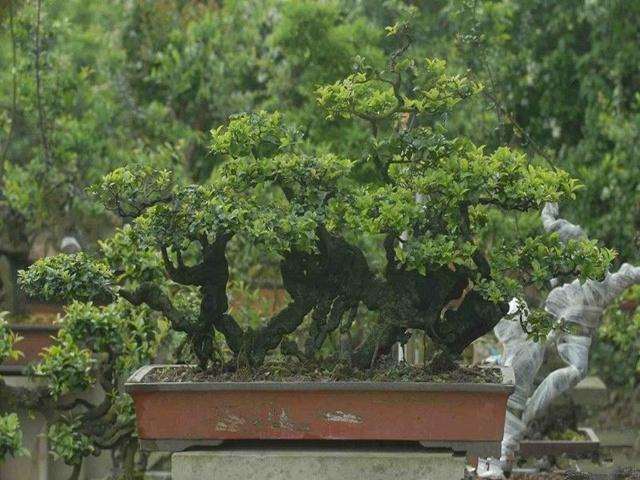 养护金弹子下山桩10年