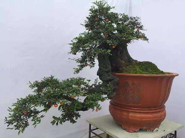 养护金弹子下山桩10年