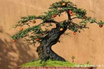 金弹子盆景摘叶后的处理方法