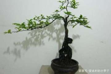 金弹子盆景为啥要进行摘叶处理？