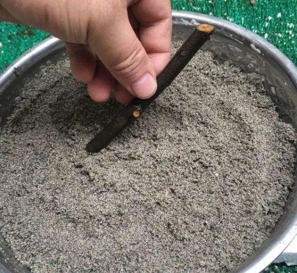 如何通过扦插快速繁殖金弹子盆景