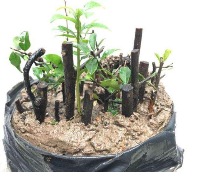 如何通过扦插快速繁殖金弹子盆景发芽