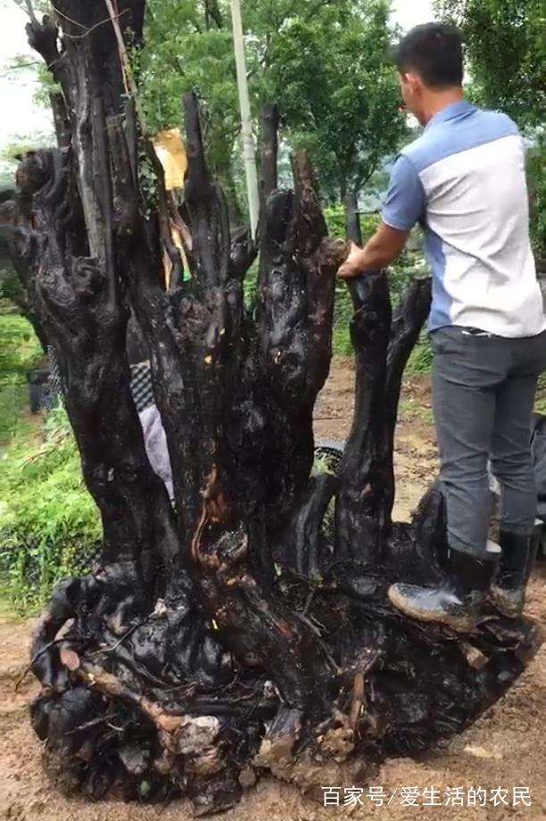 为什么大型金弹子下山桩的价格都很贵?