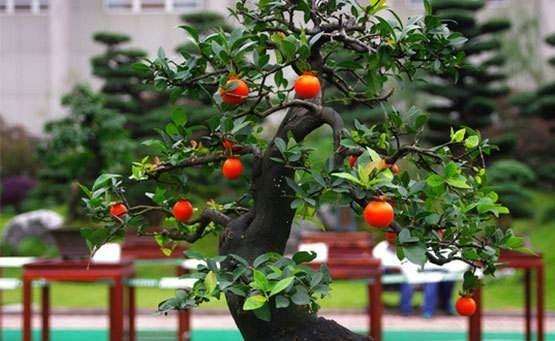 为什么有的金弹子盆景只开花不结果