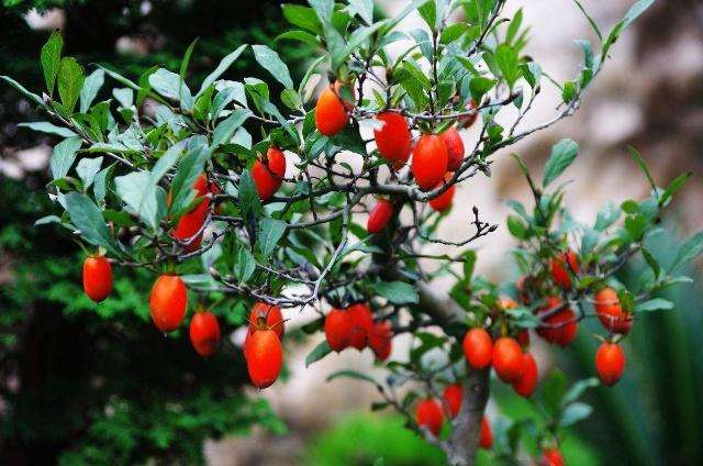 为什么有的金弹子盆景只开花不结果