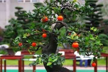 为什么有的金弹子盆景只开花不结果？