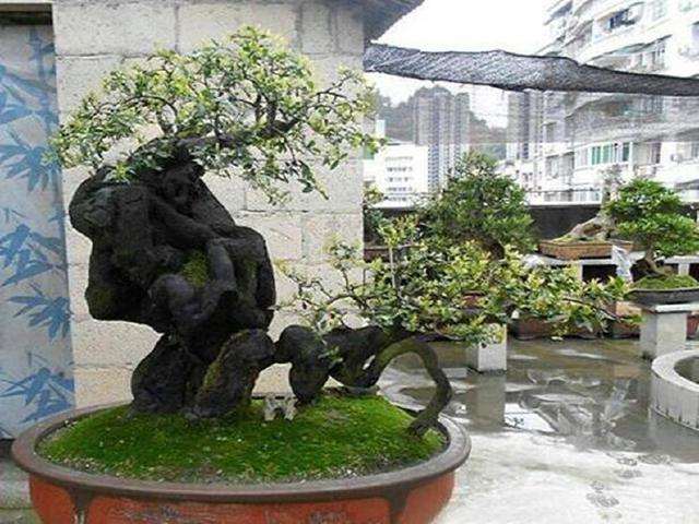 男子养的金弹子下山桩