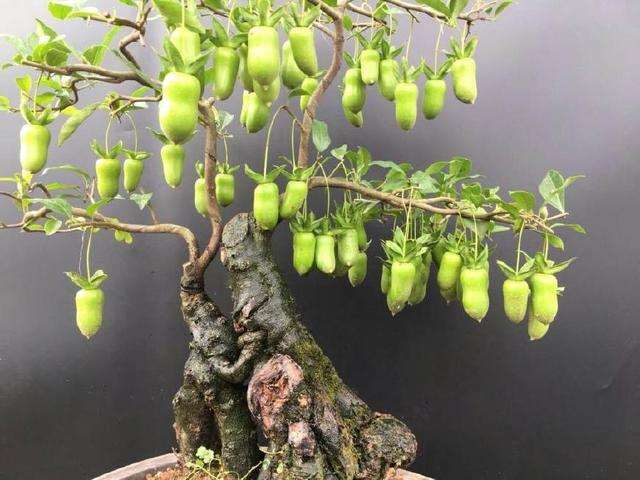 金弹子老桩盆景怎样快速挂果的方法