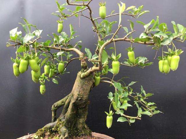 想要金弹子盆景快速挂果