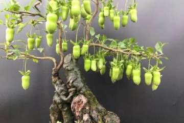 金弹子老桩盆景怎样快速挂果的方法