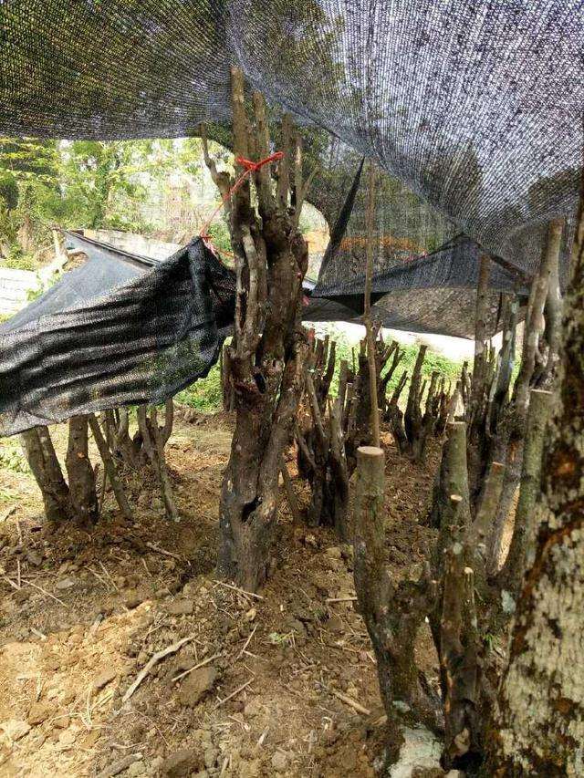 野生碳化金弹子盆景快速发芽的步骤