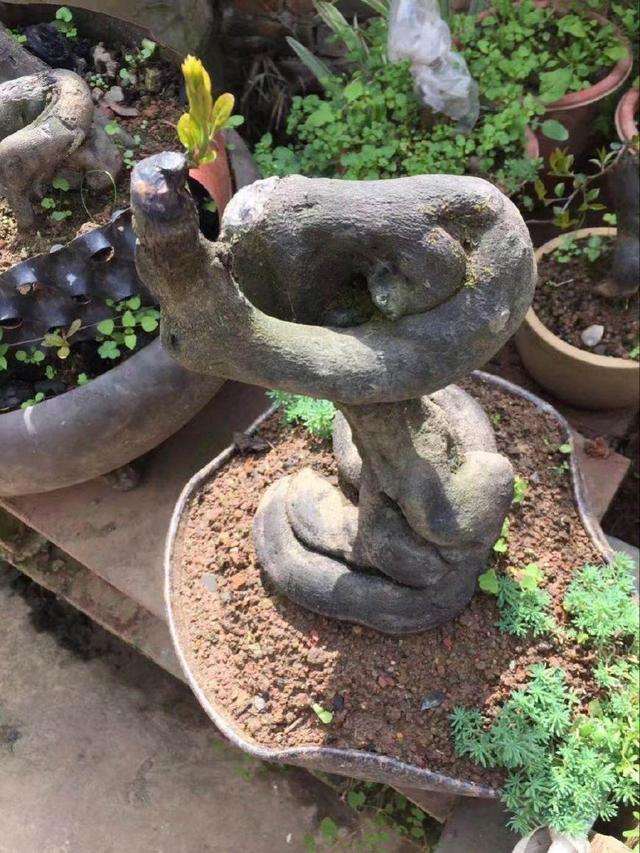 野生碳化金弹子盆景快速发芽的步骤