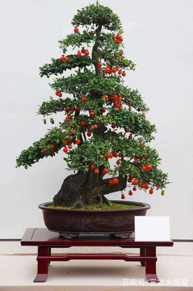 金弹子盆景如何才能长得快