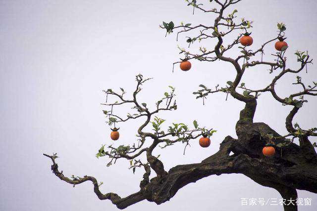 金弹子盆景如何才能长得快