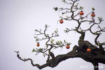 野生金弹子盆景如何才能长得快的技巧