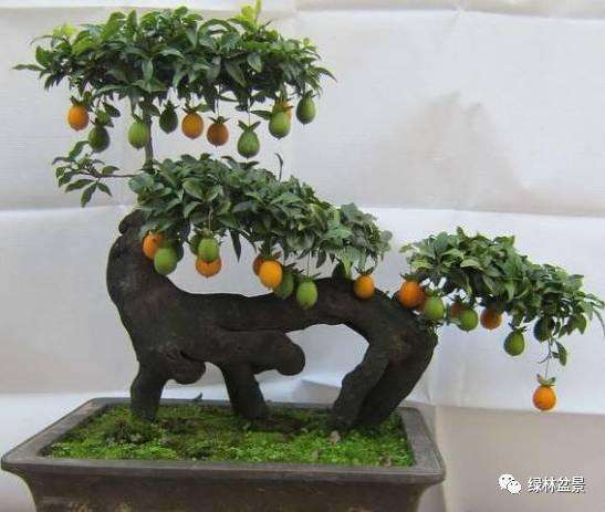 金弹子盆景的选盆与土壤选择