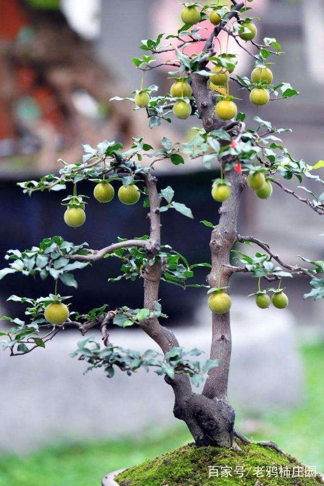 为什么说老鸦柿要比金弹子盆景更容易养
