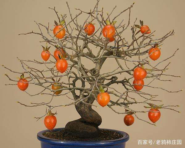 为什么说老鸦柿要比金弹子盆景更容易养