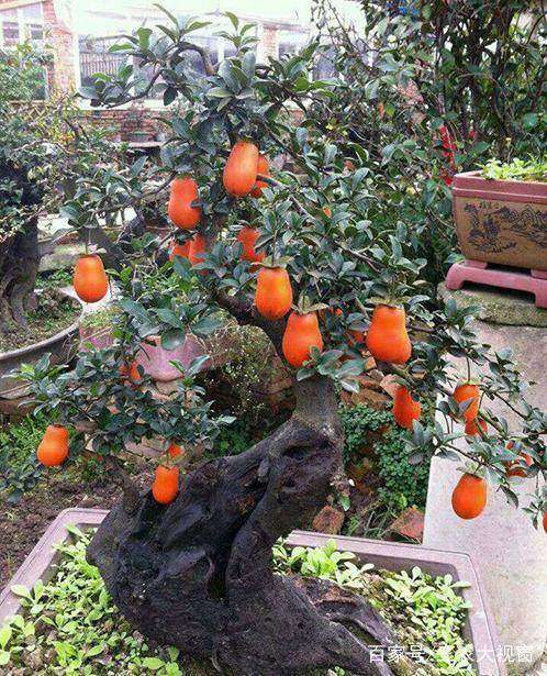 金弹子盆景轻松挂果的3个技巧