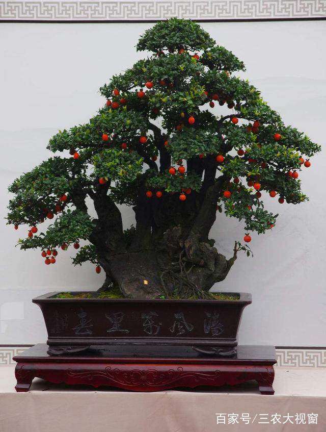 金弹子盆景轻松挂果的3个技巧