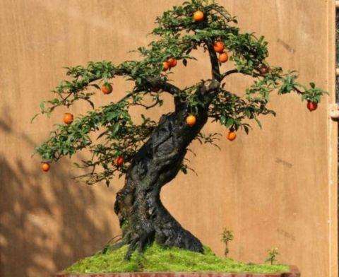 金弹子盆景在施肥和浇水方面的管理