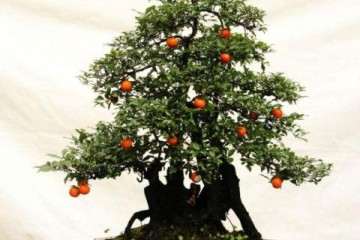 金弹子盆景结果阳光和通风授粉方面