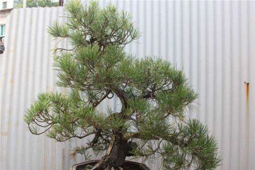 黑松盆景的通风和光照