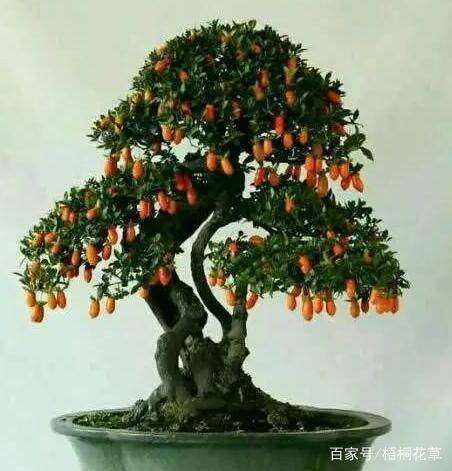 金弹子下山桩,化身盆景价格过万