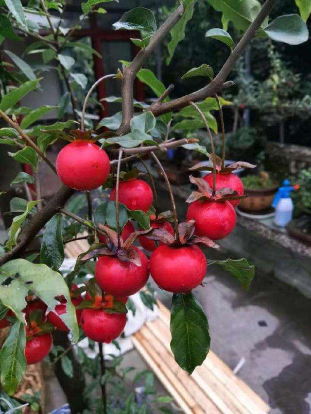 金弹子盆景种子的收集过程 