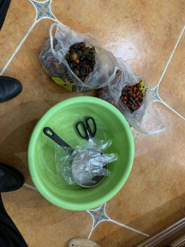 金弹子盆景种子的收集过程 