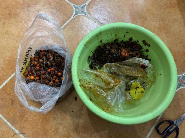 图解 金弹子盆景种子的收集过程 10幅