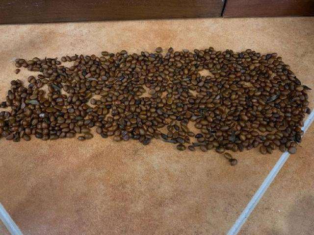 图解 金弹子盆景种子的收集过程 10幅