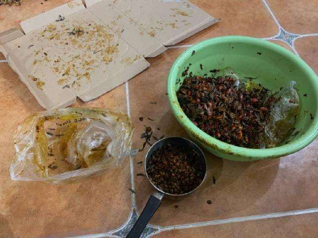 图解 金弹子盆景种子的收集过程 10幅