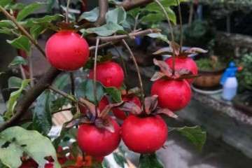 图解 金弹子盆景种子的收集过程 10幅