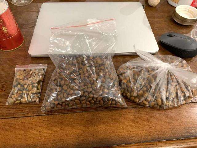 图解 金弹子盆景种子的收集过程 10幅