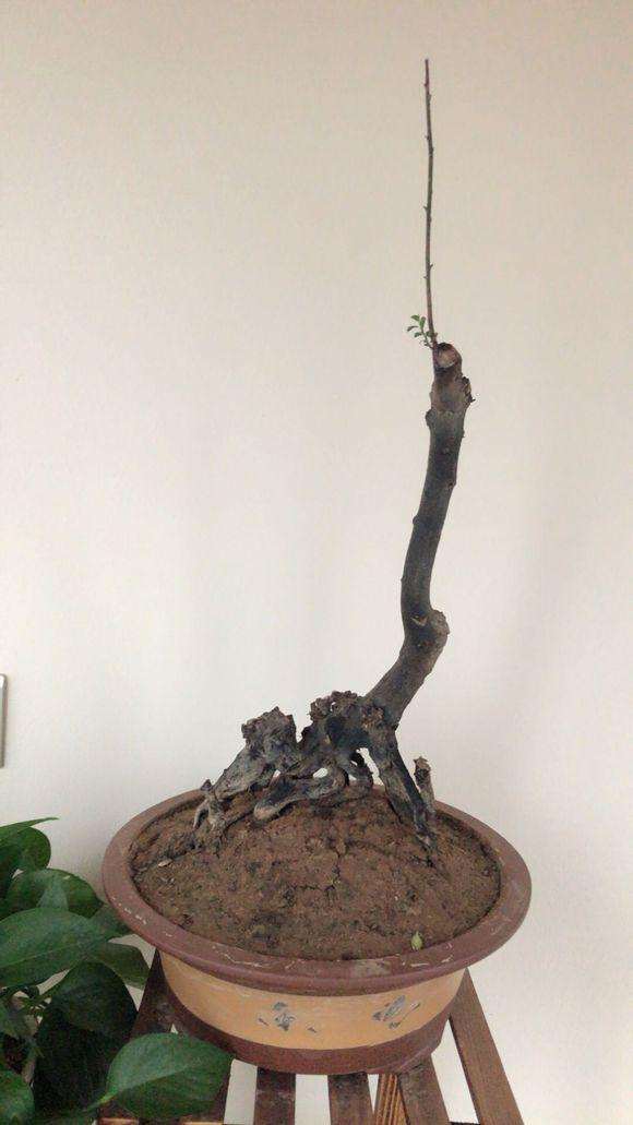 金弹子下山桩怎么处理