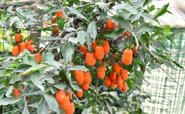 金弹子盆景对土壤的要求不是很严格