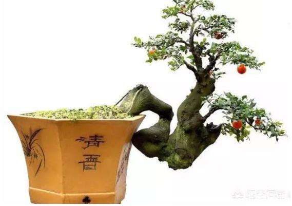 金弹子盆景在春天最适合修剪