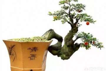 为什么金弹子盆景最好在春天修剪