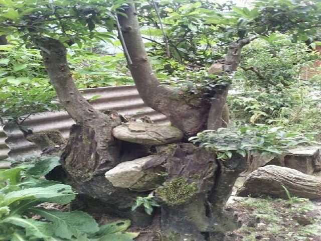 养金弹子下山桩 过来人给出7条忠告