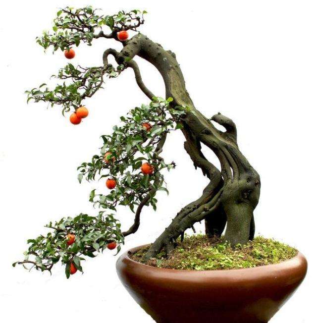 金弹子盆景在冬季养护要注意什么