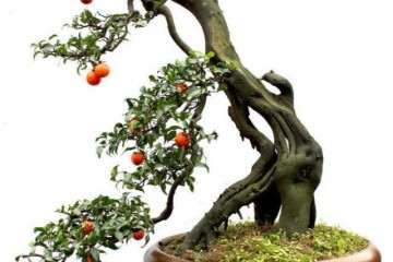 金弹子盆景在冬季养护要注意什么 图片