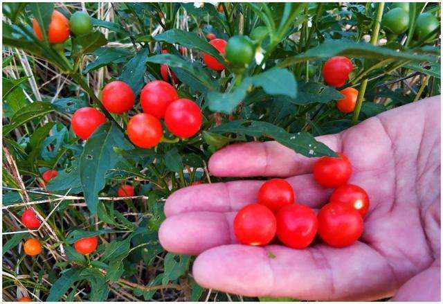 金豆盆景在春季的时候进行播种最好